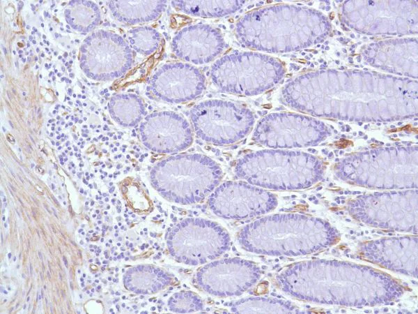 Immunohistochemistry (Formalin/PFA-fixed paraffin-embedded sections) - Anti-Caveolin-1 antibody [SP43] - C-terminal - Caveolae Marker (AB227636)