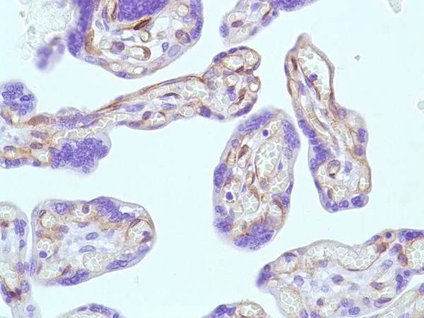 Immunohistochemistry (Formalin/PFA-fixed paraffin-embedded sections) - Anti-Caveolin-1 antibody [SP43] - C-terminal - Caveolae Marker (AB227636)