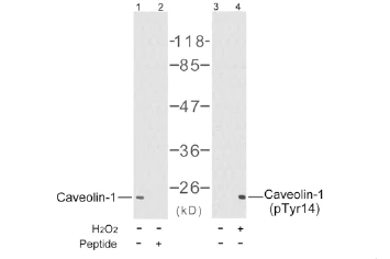Western blot - Anti-Caveolin-1 (phospho Y14) antibody - Caveolae Marker (AB38468)