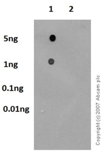 Dot Blot - Anti-Caveolin-1 (phospho Y14) antibody [EPR2288Y] (AB75876), expandable thumbnail