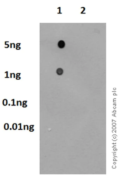 Dot Blot - Anti-Caveolin-1 (phospho Y14) antibody [EPR2288Y] - Caveolae Marker (AB75876)