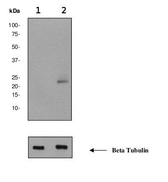 Western blot - Anti-Caveolin-1 (phospho Y14) antibody [EPR2288Y] - Caveolae Marker (AB75876), expandable thumbnail