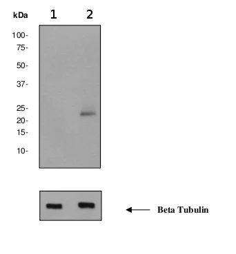 Western blot - Anti-Caveolin-1 (phospho Y14) antibody [EPR2288Y] - Caveolae Marker (AB75876)