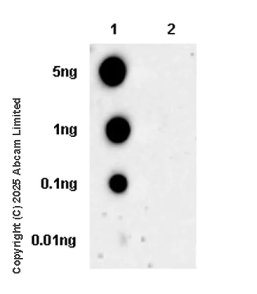Dot Blot - Anti-Caveolin-1 (phospho Y14) antibody [EPR28081-353] - BSA and Azide free (AB325402)