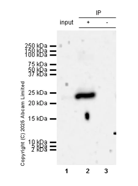 Immunoprecipitation - Anti-Caveolin-1 (phospho Y14) antibody [EPR28081-353] - BSA and Azide free (AB325402)