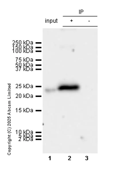 Immunoprecipitation - Anti-Caveolin-1 (phospho Y14) antibody [EPR28081-353] - BSA and Azide free (AB325402)