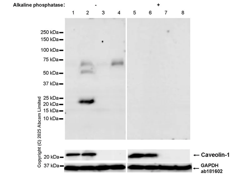 Western blot - Anti-Caveolin-1 (phospho Y14) antibody [EPR28081-353] - BSA and Azide free (AB325402)