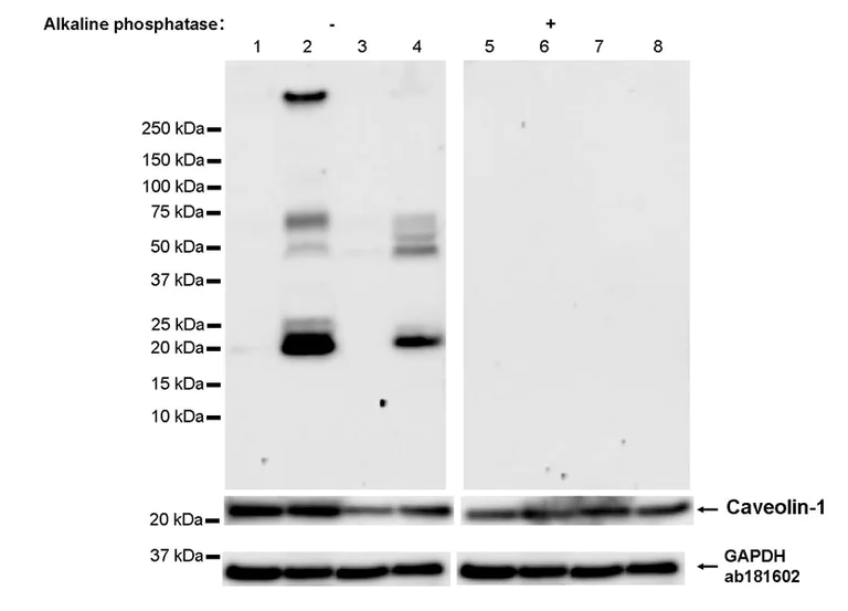 Western blot - Anti-Caveolin-1 (phospho Y14) antibody [EPR28081-353] - BSA and Azide free (AB325402)