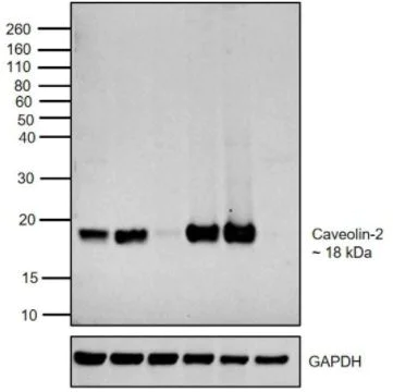 Western blot - Anti-Caveolin-2 antibody (AB2911)