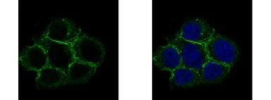 Immunocytochemistry/ Immunofluorescence - Anti-Caveolin-2 antibody (AB97476)