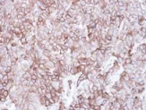 Immunohistochemistry (Formalin/PFA-fixed paraffin-embedded sections) - Anti-Caveolin-2 antibody (AB97476)