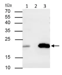 Immunoprecipitation - Anti-Caveolin-2 antibody (AB97476)