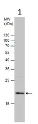 Western blot - Anti-Caveolin-2 antibody (AB97476)