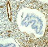 Immunohistochemistry (Formalin/PFA-fixed paraffin-embedded sections) - Anti-Caveolin-2 antibody [EPR2220] - BSA and Azide free (AB247497)