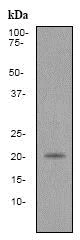 Western blot - Anti-Caveolin-2 antibody [EPR2220] - BSA and Azide free (AB247497)
