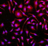 Immunocytochemistry/ Immunofluorescence - Anti-Caveolin-2 antibody [EPR2220] - Caveolae Marker (AB79397)