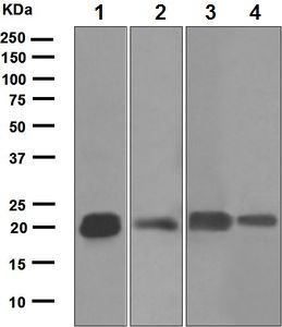 Western blot - Anti-Caveolin-2 antibody [EPR5471] (AB133484), expandable thumbnail