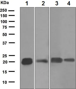 Western blot - Anti-Caveolin-2 antibody [EPR5471] (AB133484)