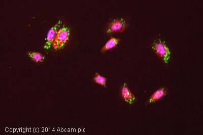 Immunocytochemistry/ Immunofluorescence - Anti-Caveolin-2 antibody [EPR5471] - BSA and Azide free (AB236058), expandable thumbnail