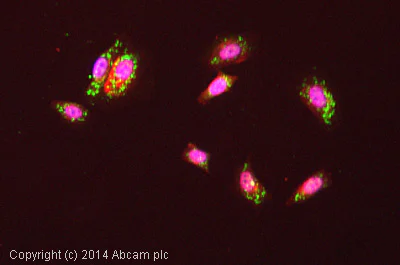 Immunocytochemistry/ Immunofluorescence - Anti-Caveolin-2 antibody [EPR5471] - BSA and Azide free (AB236058)
