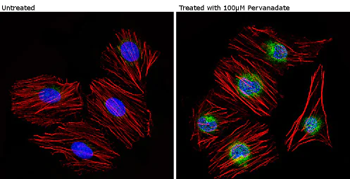 Immunocytochemistry/ Immunofluorescence - Anti-Caveolin-2 (phospho Y19) antibody (AB3417)
