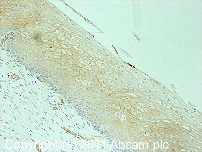 Immunohistochemistry (Formalin/PFA-fixed paraffin-embedded sections) - Anti-Caveolin-2 (phospho Y19) antibody (AB3417)