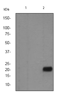 Western blot - Anti-Caveolin-2 (phospho Y27) antibody [EP2221Y] (AB76405)