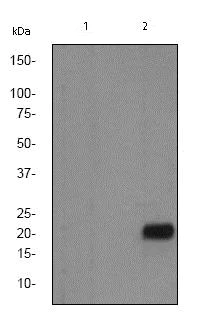 Western blot - Anti-Caveolin-2 (phospho Y27) antibody [EP2221Y] - BSA and Azide free (AB284759)