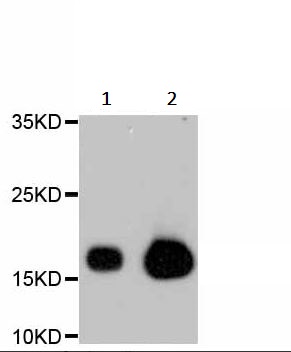 Western blot - Anti-Caveolin-3 antibody [C3B0] - Caveolae Marker (AB238510), expandable thumbnail
