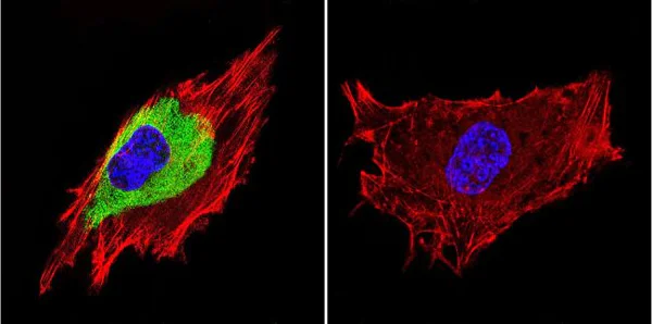 Immunocytochemistry/ Immunofluorescence - Anti-Caveolin-3 antibody - Caveolae Marker (AB2912)