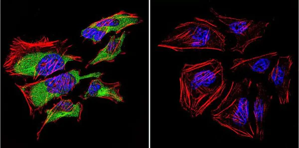 Immunocytochemistry/ Immunofluorescence - Anti-Caveolin-3 antibody - Caveolae Marker (AB2912)