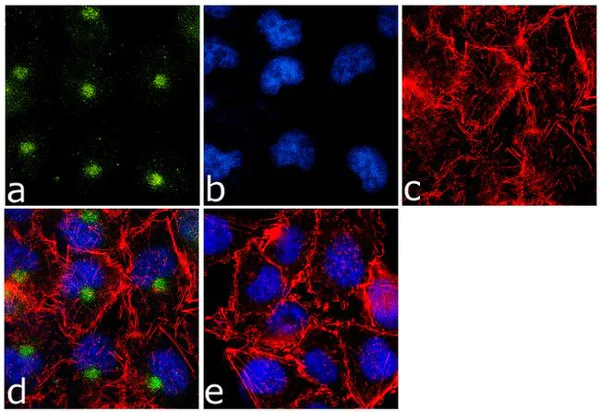 Immunocytochemistry/ Immunofluorescence - Anti-Caveolin-3 antibody - Caveolae Marker (AB2912)