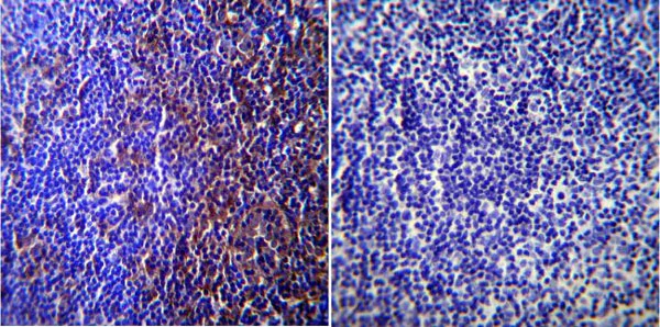 Immunohistochemistry (Formalin/PFA-fixed paraffin-embedded sections) - Anti-Caveolin-3 antibody - Caveolae Marker (AB2912)