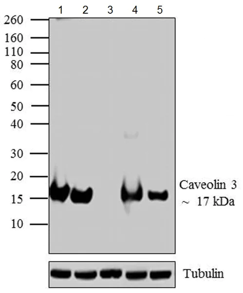 Western blot - Anti-Caveolin-3 antibody - Caveolae Marker (AB2912)