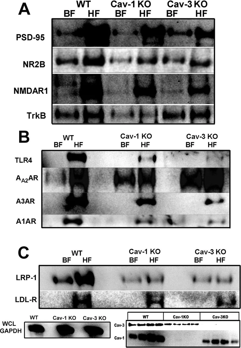 Western blot - Anti-Caveolin-3 antibody - Caveolae Marker (AB2912)
