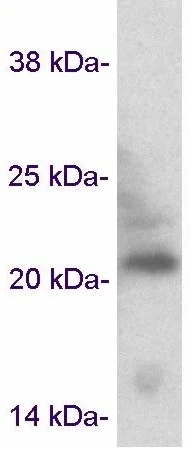 Western blot - Anti-Caveolin-3 antibody - Caveolae Marker (AB2912)