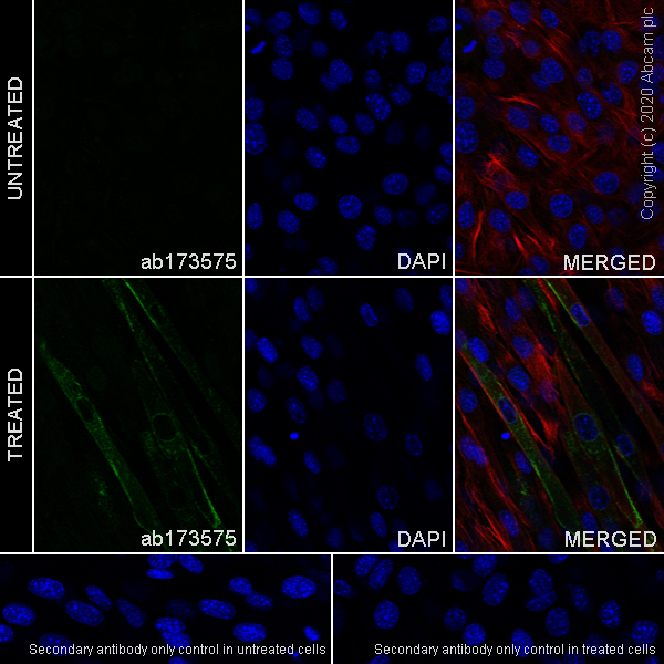 Immunocytochemistry/ Immunofluorescence - Anti-Caveolin-3 antibody [EPR11082] - BSA and Azide free (AB249773), expandable thumbnail