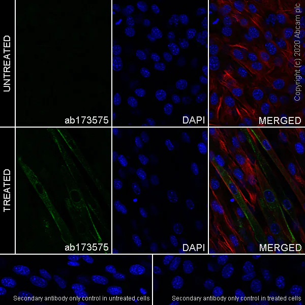 Immunocytochemistry/ Immunofluorescence - Anti-Caveolin-3 antibody [EPR11082] - BSA and Azide free (AB249773)