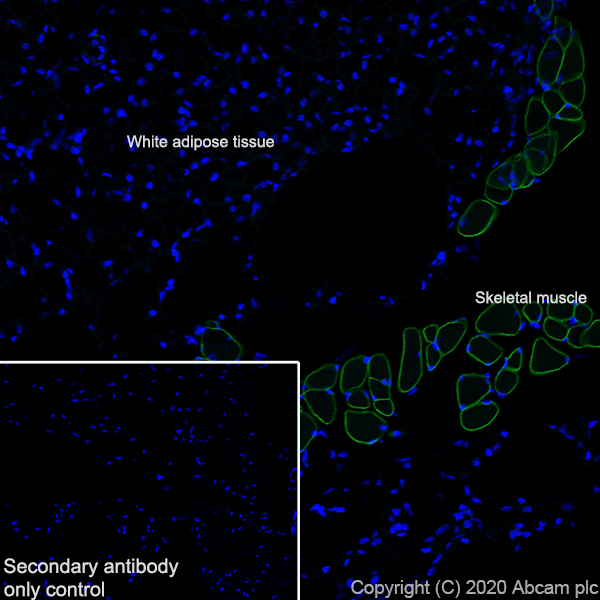 Immunohistochemistry (PFA perfusion fixed frozen sections) - Anti-Caveolin-3 antibody [EPR11082] - BSA and Azide free (AB249773), expandable thumbnail