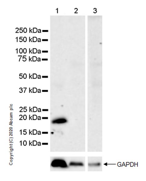 Western blot - Anti-Caveolin-3 antibody [EPR11082] - BSA and Azide free (AB249773), expandable thumbnail