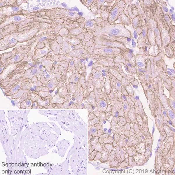 Immunohistochemistry (Formalin/PFA-fixed paraffin-embedded sections) - Anti-Caveolin-3 antibody [EPR11082] - Caveolae Marker (AB173575)