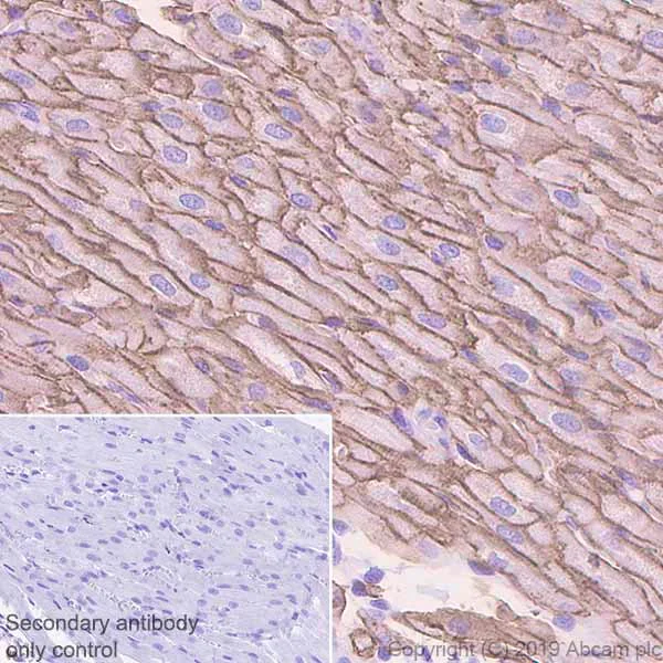 Immunohistochemistry (Formalin/PFA-fixed paraffin-embedded sections) - Anti-Caveolin-3 antibody [EPR11082] - Caveolae Marker (AB173575)