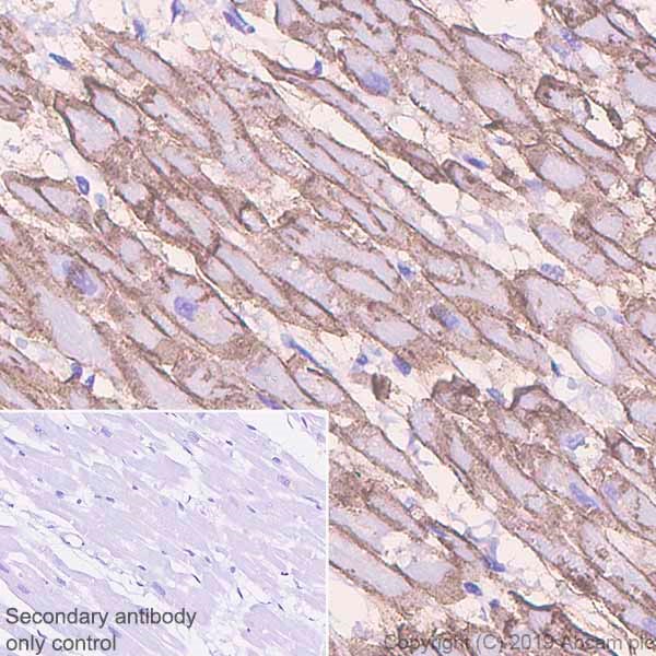 Immunohistochemistry (Formalin/PFA-fixed paraffin-embedded sections) - Anti-Caveolin-3 antibody [EPR11082] - Caveolae Marker (AB173575)
