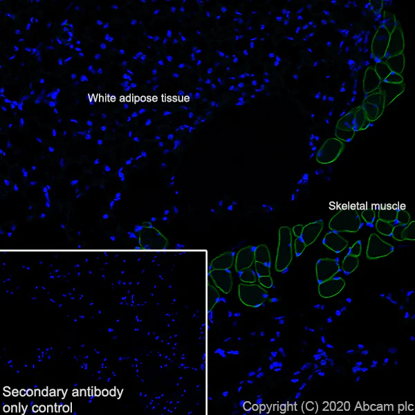 Immunohistochemistry (PFA perfusion fixed frozen sections) - Anti-Caveolin-3 antibody [EPR11082] - Caveolae Marker (AB173575)