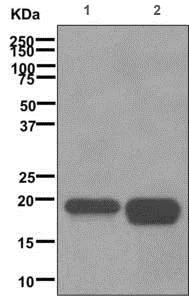 Western blot - Anti-Caveolin-3 antibody [EPR11082] - Caveolae Marker (AB173575)