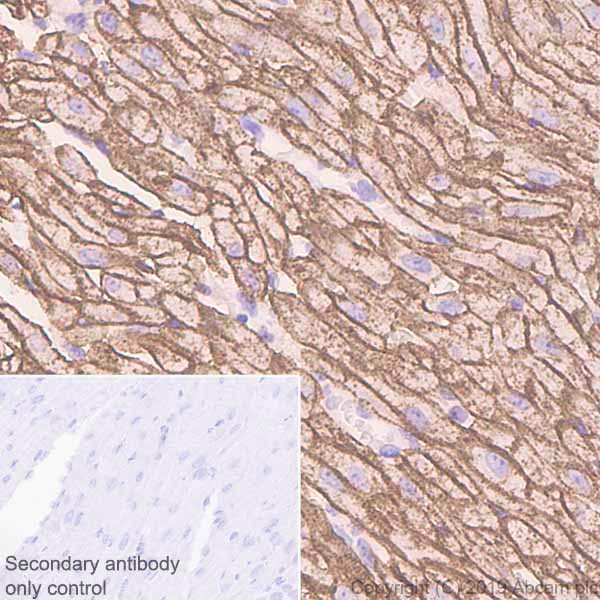Immunohistochemistry (Formalin/PFA-fixed paraffin-embedded sections) - Anti-Caveolin-3 antibody [EPR11083] - BSA and Azide free (ab249654), expandable thumbnail