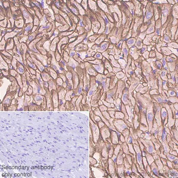 Immunohistochemistry (Formalin/PFA-fixed paraffin-embedded sections) - Anti-Caveolin-3 antibody [EPR11083] - BSA and Azide free (AB249654)