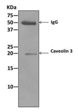 Immunoprecipitation - Anti-Caveolin-3 antibody [EPR11083] - BSA and Azide free (AB249654), expandable thumbnail