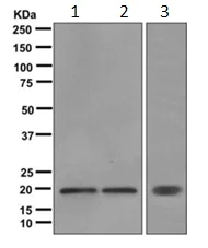 Western blot - Anti-Caveolin-3 antibody [EPR11083] - BSA and Azide free (AB249654)