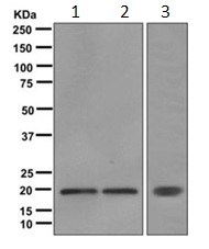 Western blot - Anti-Caveolin-3 antibody [EPR11083] - Caveolae Marker (AB171752), expandable thumbnail